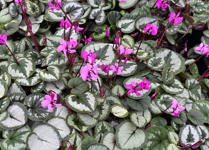 Cyclamen coum 'Selected Leaf'